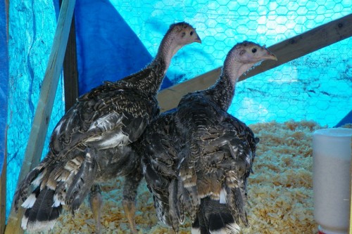 Turkey Dudes exploring their new shelter. 