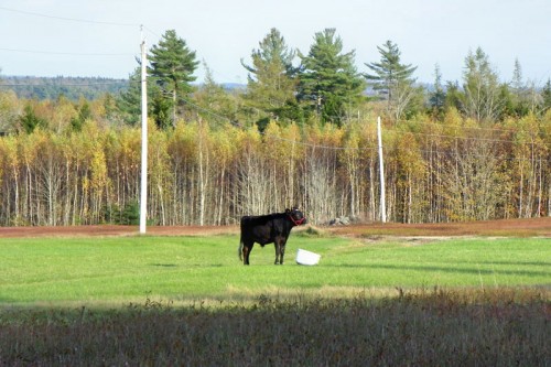 cow in a field