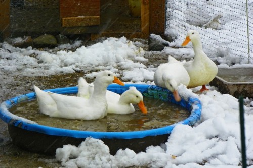 ducks swimming in the snow