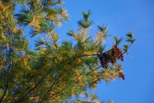 Cones on a white pine tree