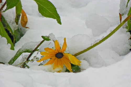 snowy black eyed susan