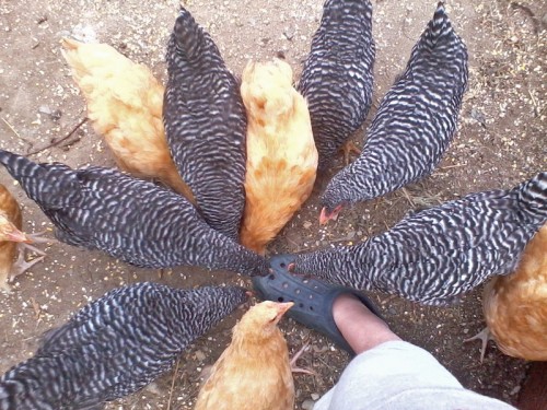 Chicken Patterns