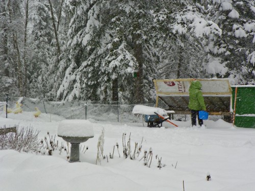 Hannah doing chores in the snow