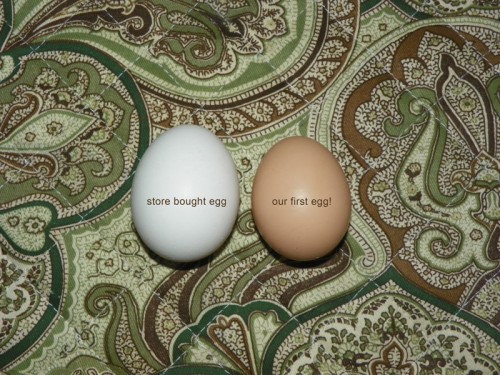 Egg Comparison