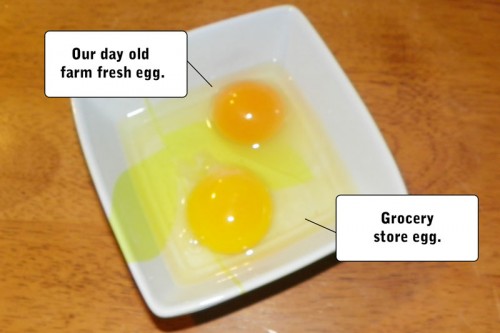 Farm Fresh Egg Comparison