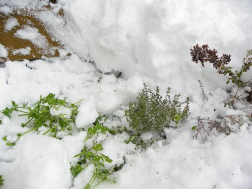 digging out my herbs