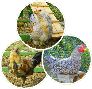 our roosters