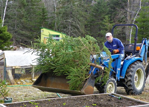 Paul carting our Christmas tree to the house