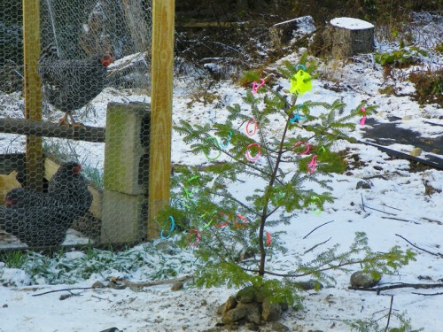 A chicken Christmas tree