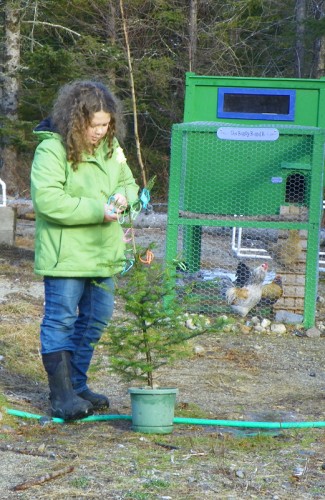 Hannah decorating a tree for the chickens and ducks