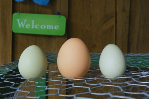 An Egg Comparison