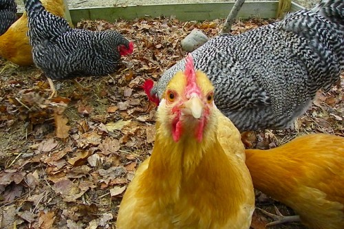 Curious Chicken