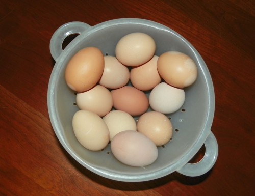 A Dozen Egg Day