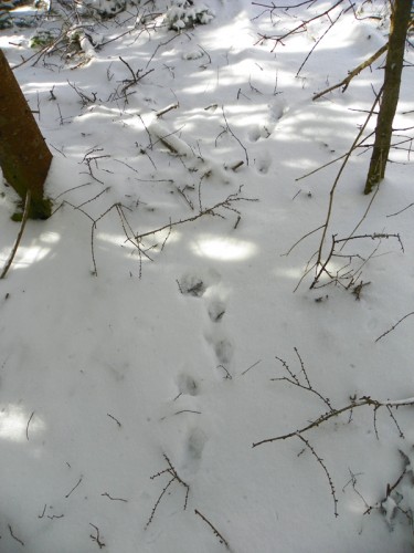 fox tracks retreating into the woods