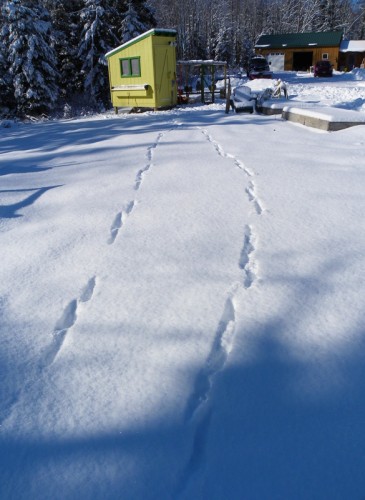 fox tracks around the chicken coop