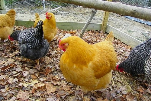 leaf bedding in the chicken run