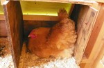nesting chicken