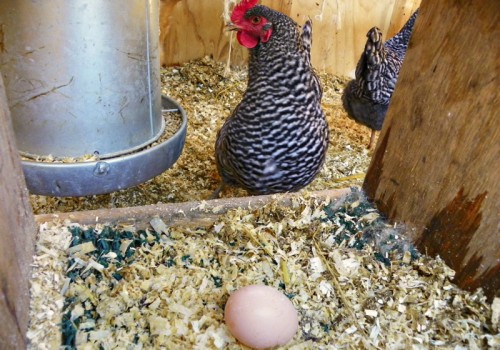 door mat nesting box liner