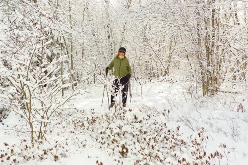 in search of owls