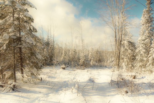 snowshoeing in the Maine woods