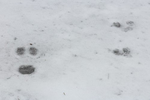 snowshoe hare tracks - mommy and baby