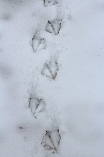 duck tracks