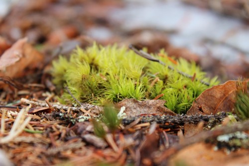 moss in winter