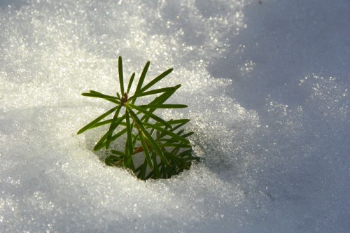 baby spruce tree in the snow