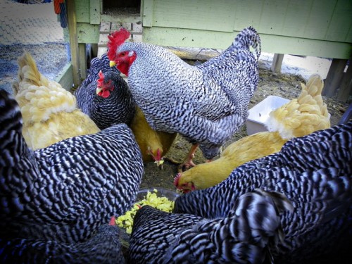 scrambled eggs for the chickens