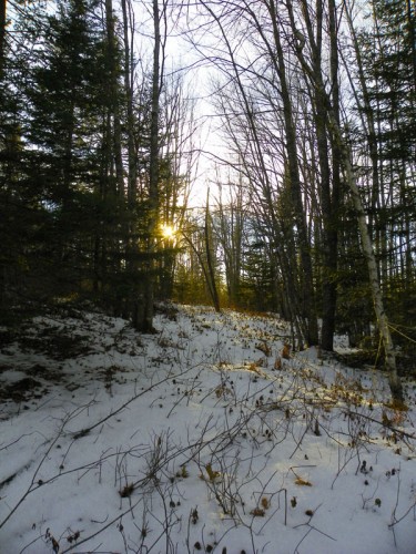 A Solo Stroll in the Woods