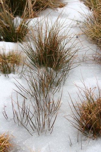 winter grass