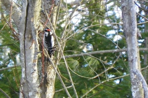 downy woodpecker