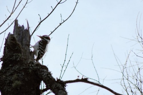 woodpecker