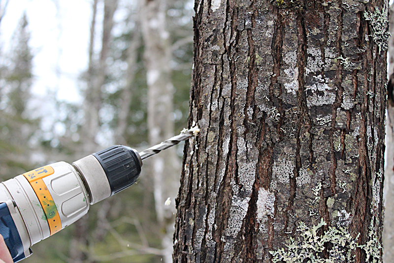 Sugaring Tapping Maple Trees Downeast Thunder Farm