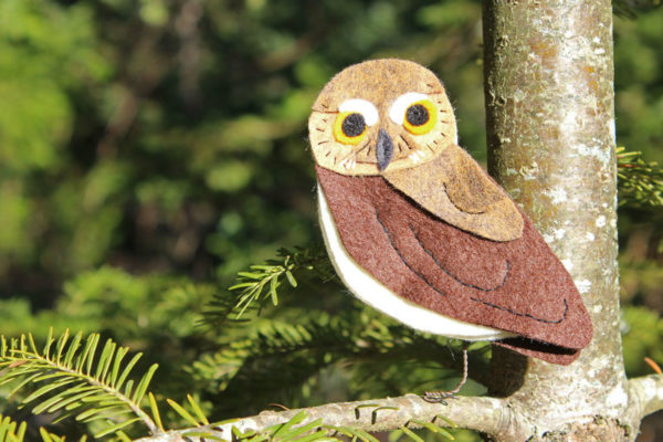 The Tiny Elf Owl Downeast Thunder Farm