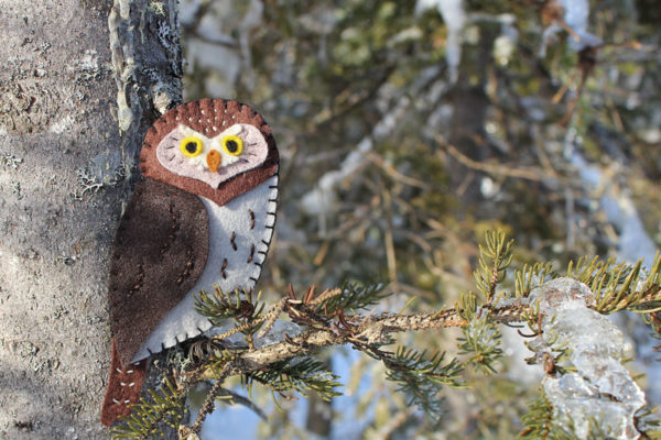 The Precious Pygmy Owl Downeast Thunder Farm