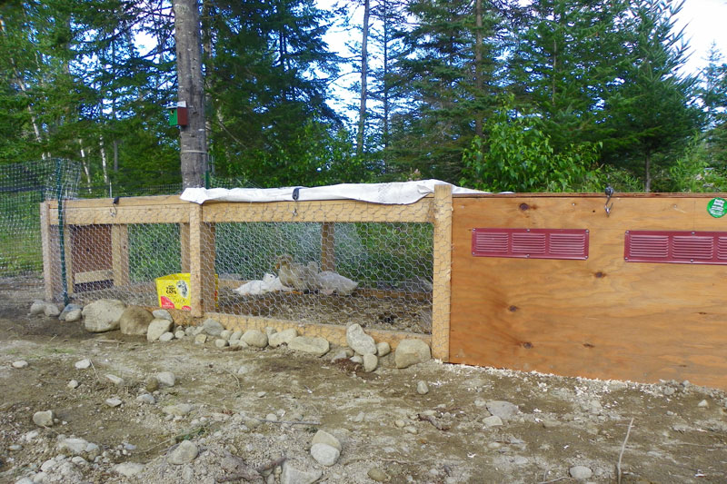 The Ducks Have New Digs! | Downeast Thunder Farm