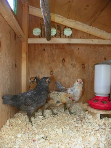 Banty B And B Chicken Coop Plans | Downeast Thunder Farm