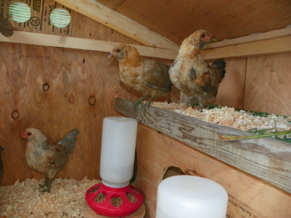 Banty B And B Chicken Coop Plans | Downeast Thunder Farm