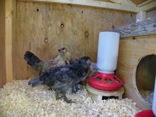 Banty B And B Chicken Coop Plans | Downeast Thunder Farm