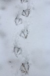 Duck Tracks | Downeast Thunder Farm