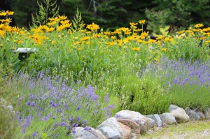 Lavender coming into bloom next to my black-eyed Susan's