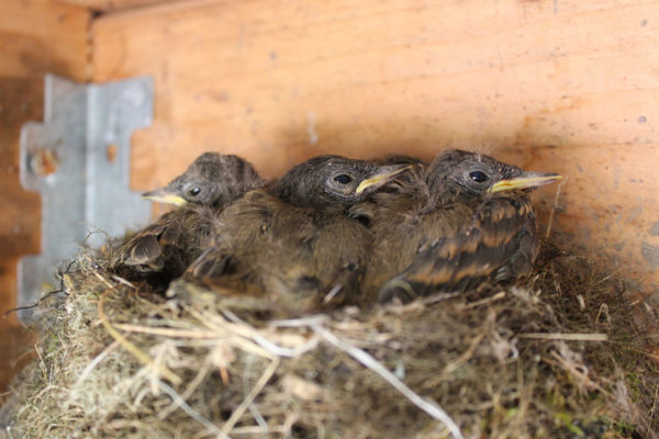 Baby Phoebes | Downeast Thunder Farm