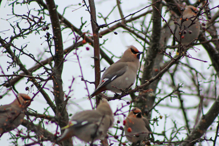 A Museum of Cedar Waxwings | Downeast Thunder Farm