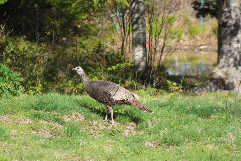 When Turkeys Fly! | Downeast Thunder Farm