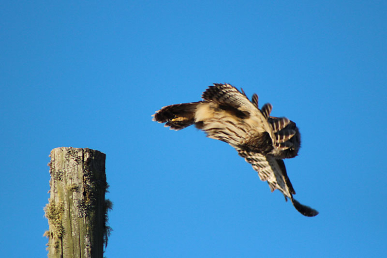 Barred Owl on the Barrens | Downeast Thunder Farm