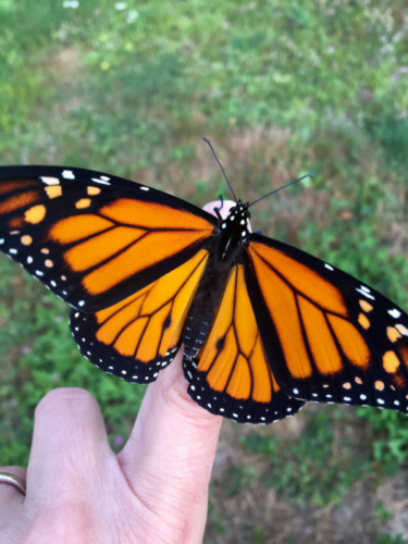 Summer of the Monarch | Downeast Thunder Farm