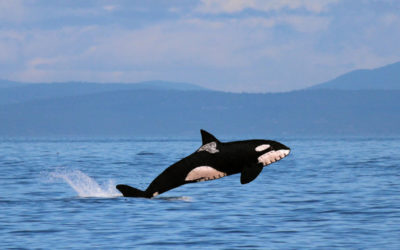 The Awesome Orca