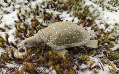 The Endangered Blanding’s Turtle