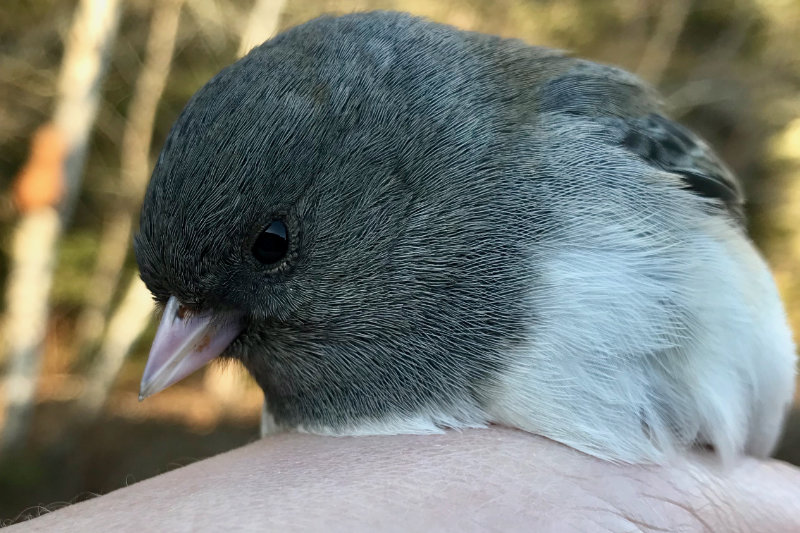 dark eyed junco in hand